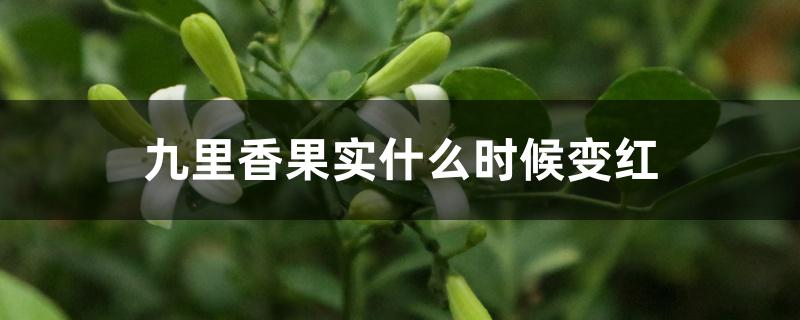 九里香果实什么时候变红 九里香果实什么时候变红