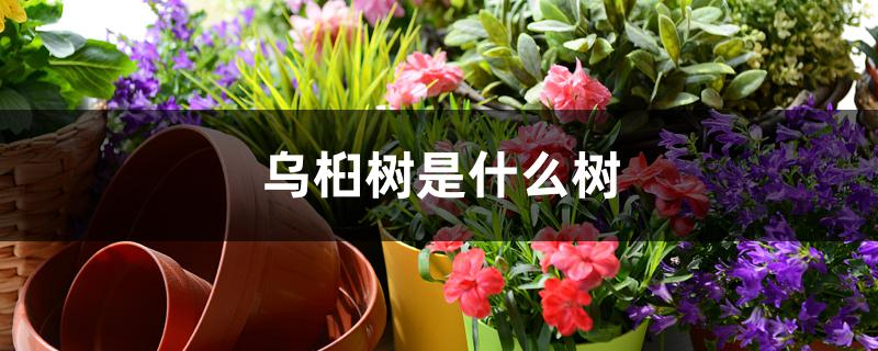 乌桕树是什么树 乌桕树是什么树