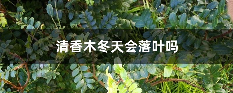 清香木冬天会落叶吗 清香木冬天会落叶吗