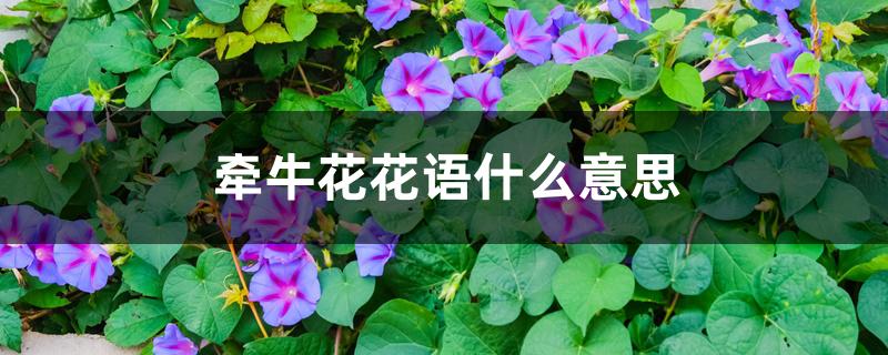 牵牛花花语什么意思 牵牛花花语什么意思