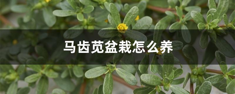 马齿苋盆栽怎么养 马齿苋盆栽怎么养