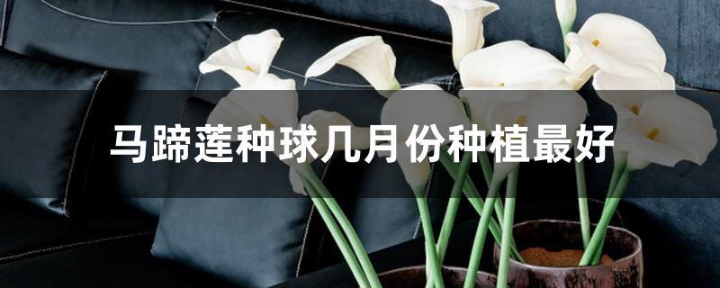 马蹄莲种球几月份种植最好 马蹄莲种球几月份种植最好