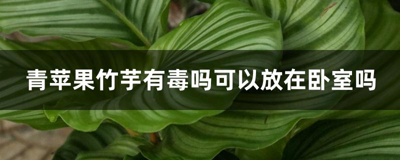 青苹果竹芋有毒吗可以放在卧室吗 青苹果竹芋有毒吗可以放在卧室吗
