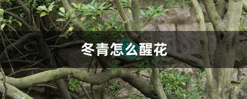 冬青怎么醒花