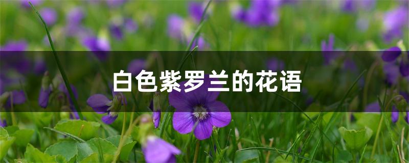 白色紫罗兰的花语 白色紫罗兰的花语