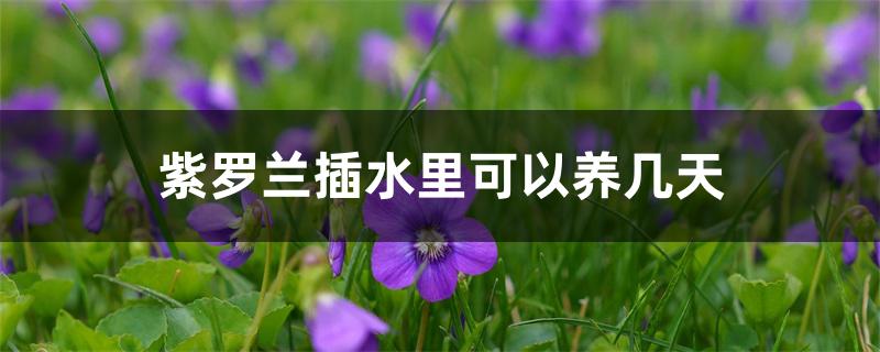 紫罗兰插水里可以养几天 紫罗兰插水里可以养几天