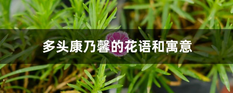 多头康乃馨的花语和寓意 多头康乃馨的花语和寓意