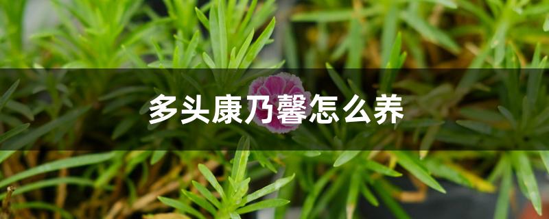 多头康乃馨怎么养
