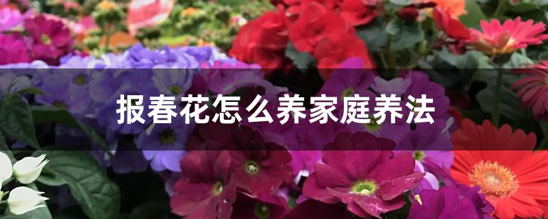 报春花怎么养家庭养法 报春花怎么养家庭养法