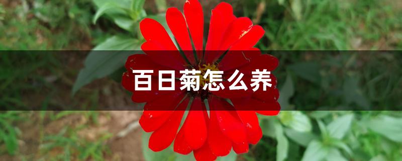 百日菊怎么养 百日菊怎么养