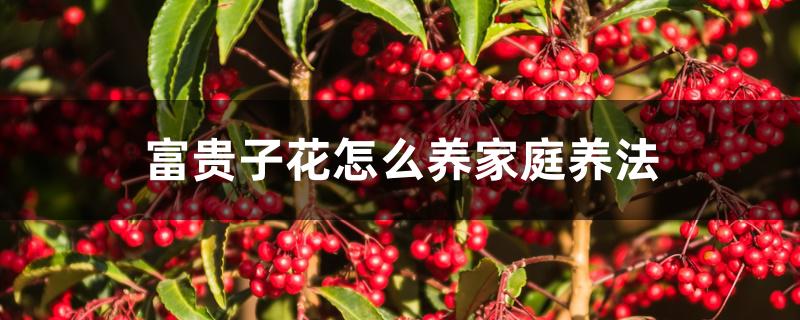 富贵子花怎么养家庭养法 富贵子花怎么养家庭养法