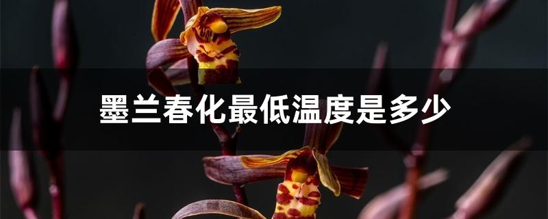 墨兰春化最低温度是多少 墨兰春化最低温度是多少