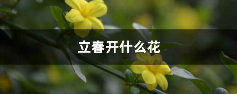 立春开什么花 立春开什么花