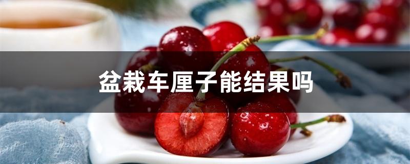 盆栽车厘子能结果吗 盆栽车厘子能结果吗