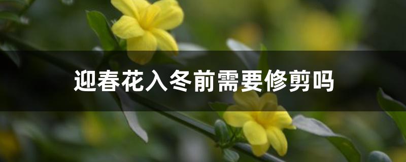 迎春花入冬前需要修剪吗 迎春花入冬前需要修剪吗