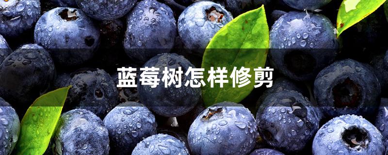 蓝莓树怎样修剪 蓝莓树怎样修剪