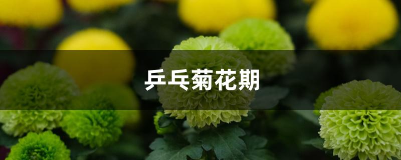 乒乓菊花期 乒乓菊花期