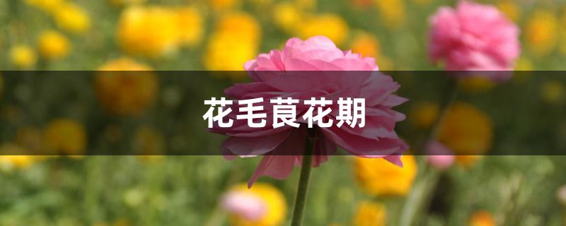 花毛茛花期 花毛茛花期