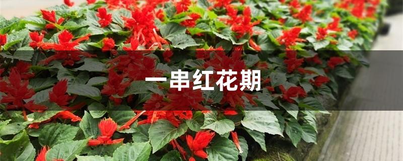 一串红花期 一串红花期