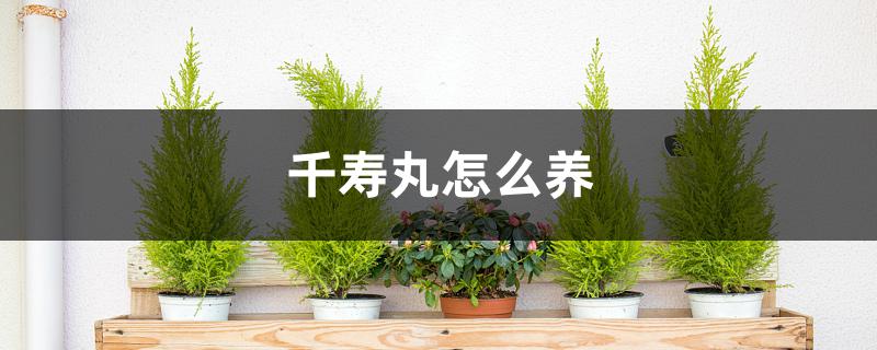 千寿丸怎么养 千寿丸怎么养