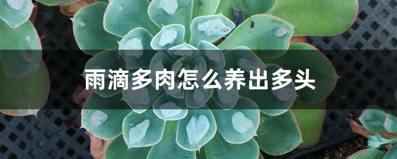 雨滴多肉怎么养出多头 雨滴多肉怎么养出多头