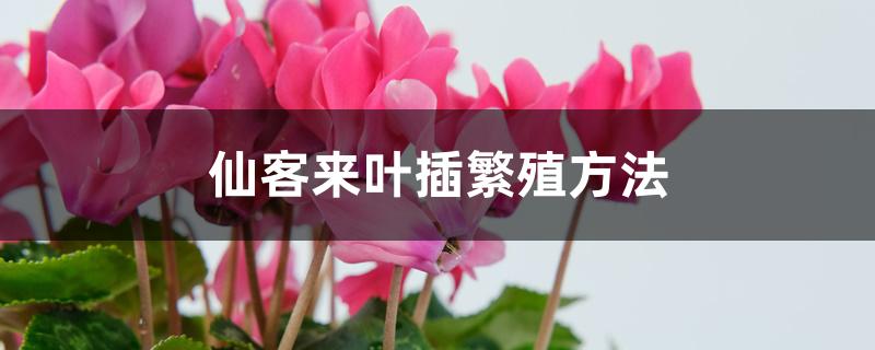 仙客来叶插繁殖方法 仙客来叶插繁殖方法