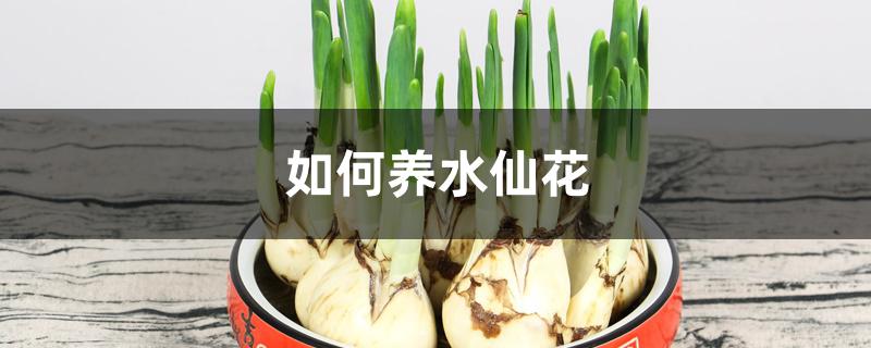 如何养水仙花 如何养水仙花