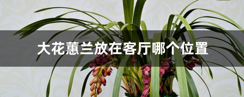 大花蕙兰放在客厅哪个位置 大花蕙兰放在客厅哪个位置
