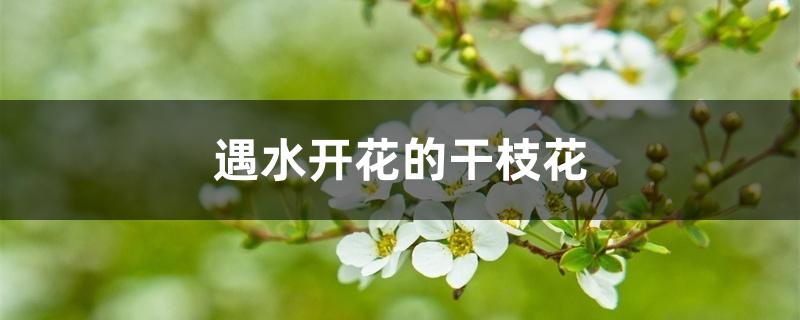 遇水开花的干枝花