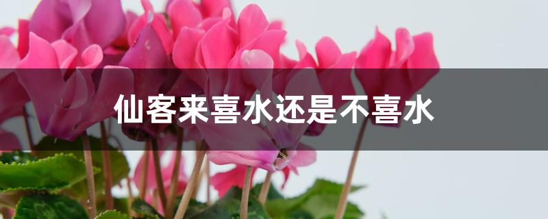 仙客来喜水还是不喜水 仙客来喜水还是不喜水