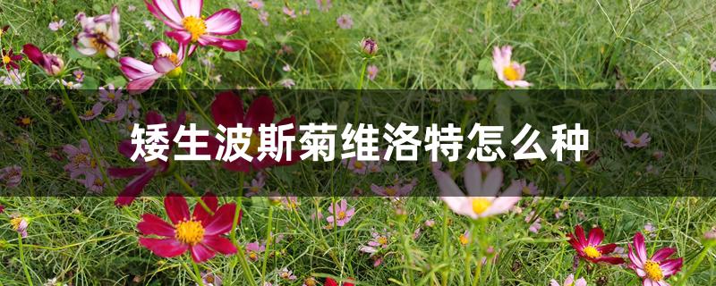 矮生波斯菊维洛特怎么种 矮生波斯菊维洛特怎么种