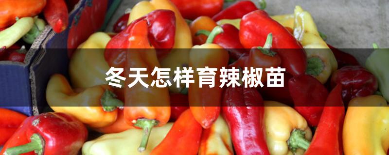 冬天怎样育辣椒苗 冬天怎样育辣椒苗