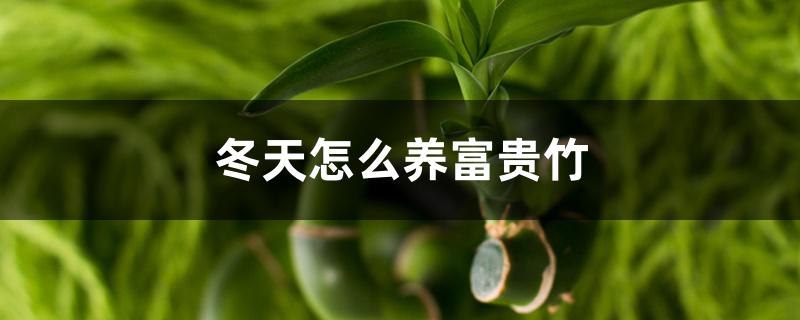 冬天怎么养富贵竹 冬天怎么养富贵竹