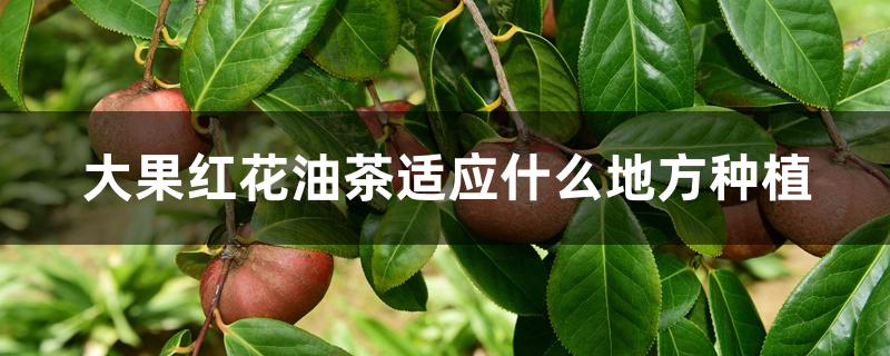 大果红花油茶适应什么地方种植 大果红花油茶适应什么地方种植