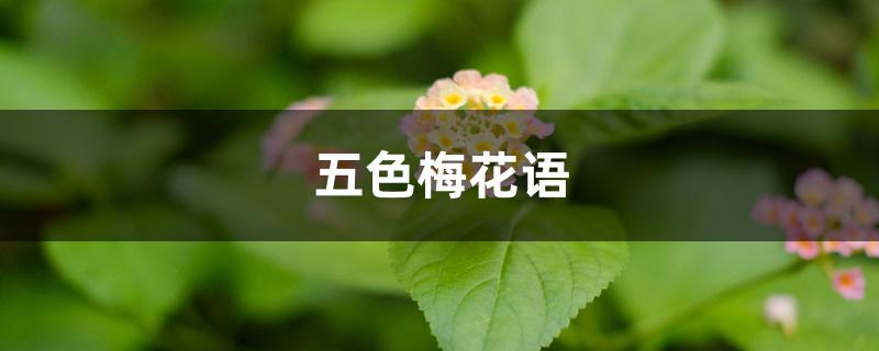 五色梅花语 五色梅花语