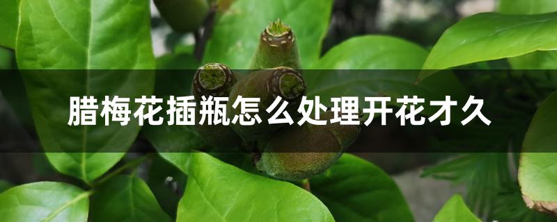 腊梅花插瓶怎么处理开花才久 腊梅花插瓶怎么处理开花才久