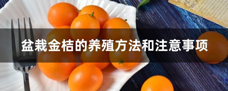 盆栽金桔的养殖方法和注意事项 盆栽金桔的养殖方法和注意事项