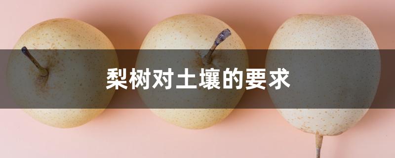 梨树对土壤的要求 梨树对土壤的要求