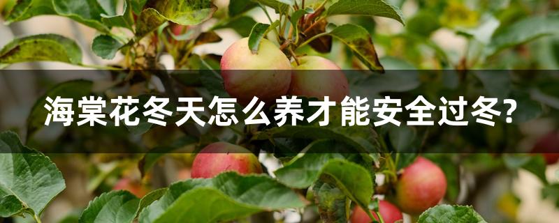 海棠花冬天怎么养才能安全过冬? 海棠花冬天怎么养才能安全过冬?