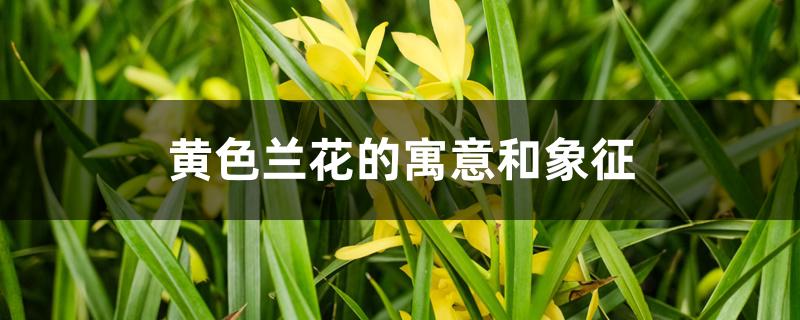黄色兰花的寓意和象征 黄色兰花的寓意和象征