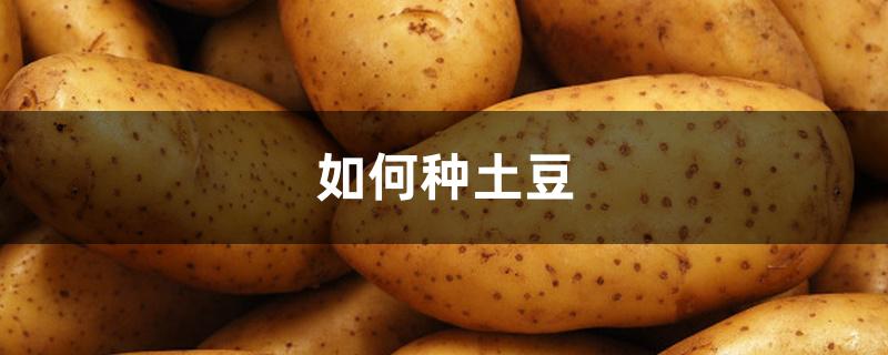 如何种土豆 如何种土豆