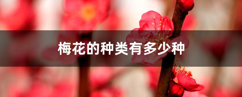 梅花的种类有多少种 梅花的种类有多少种