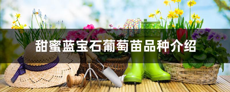 甜蜜蓝宝石葡萄苗品种介绍 甜蜜蓝宝石葡萄苗品种介绍