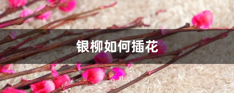 银柳如何插花 银柳如何插花