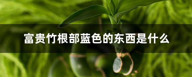 富贵竹根部蓝色的东西是什么 富贵竹根部蓝色的东西是什么