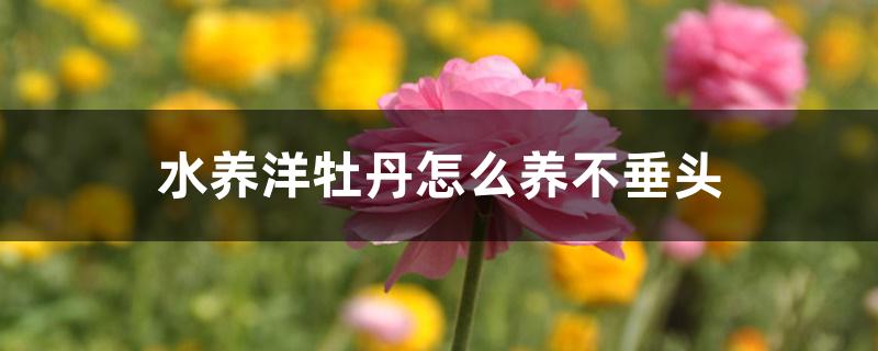 水养洋牡丹怎么养不垂头 水养洋牡丹怎么养不垂头