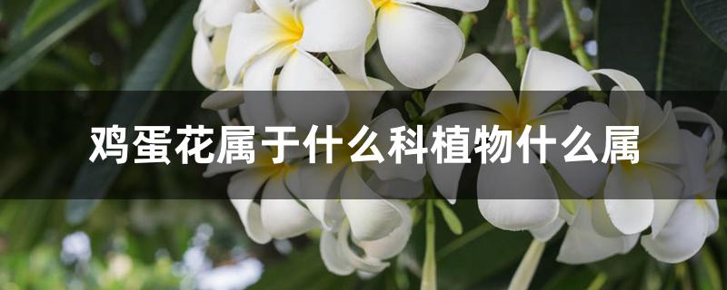 鸡蛋花属于什么科植物什么属 鸡蛋花属于什么科植物什么属