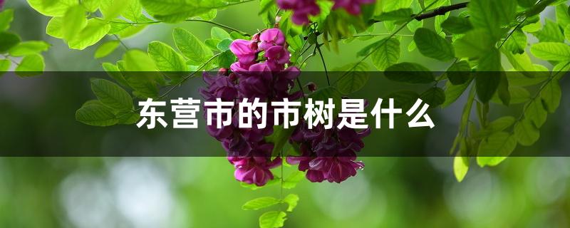 东营市的市树是什么 东营市的市树是什么