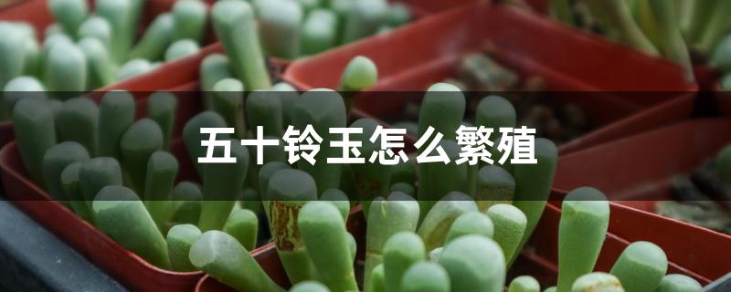 五十铃玉怎么繁殖 五十铃玉怎么繁殖