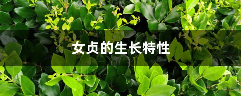 女贞的生长特性 女贞的生长特性